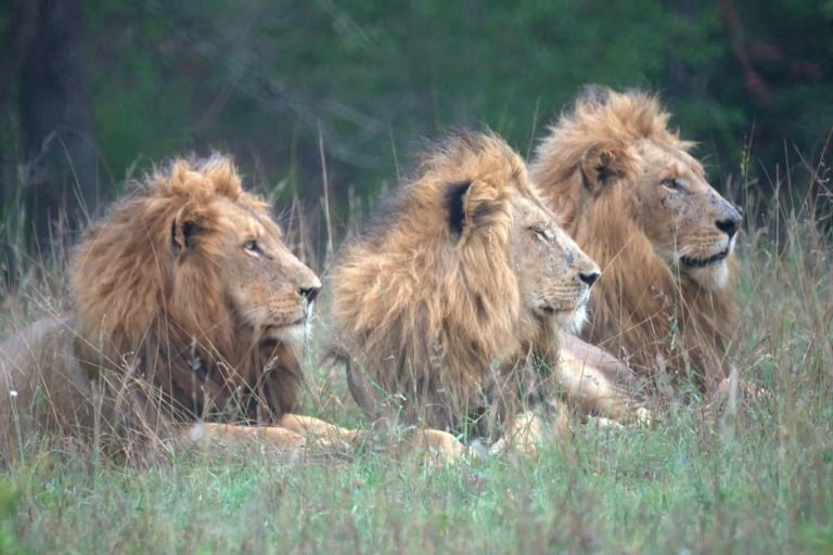 The Notorious Mapogo Lions of the Sabi Sand Game Reserve - Secret Africa