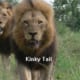 The Notorious Mapogo Lions of the Sabi Sand Game Reserve - Secret Africa