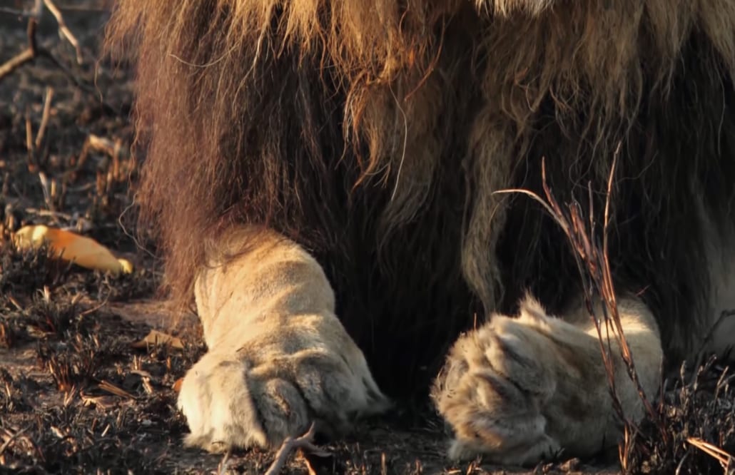 The Notorious Mapogo Lions of the Sabi Sand Game Reserve - Secret Africa