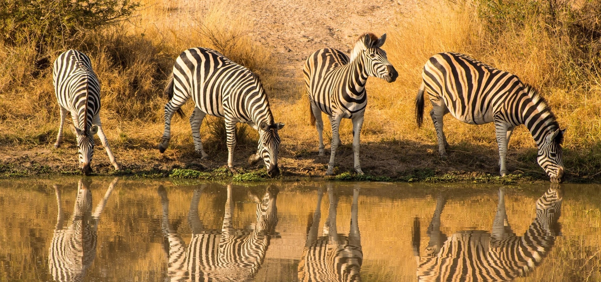 Kruger National Park Animals