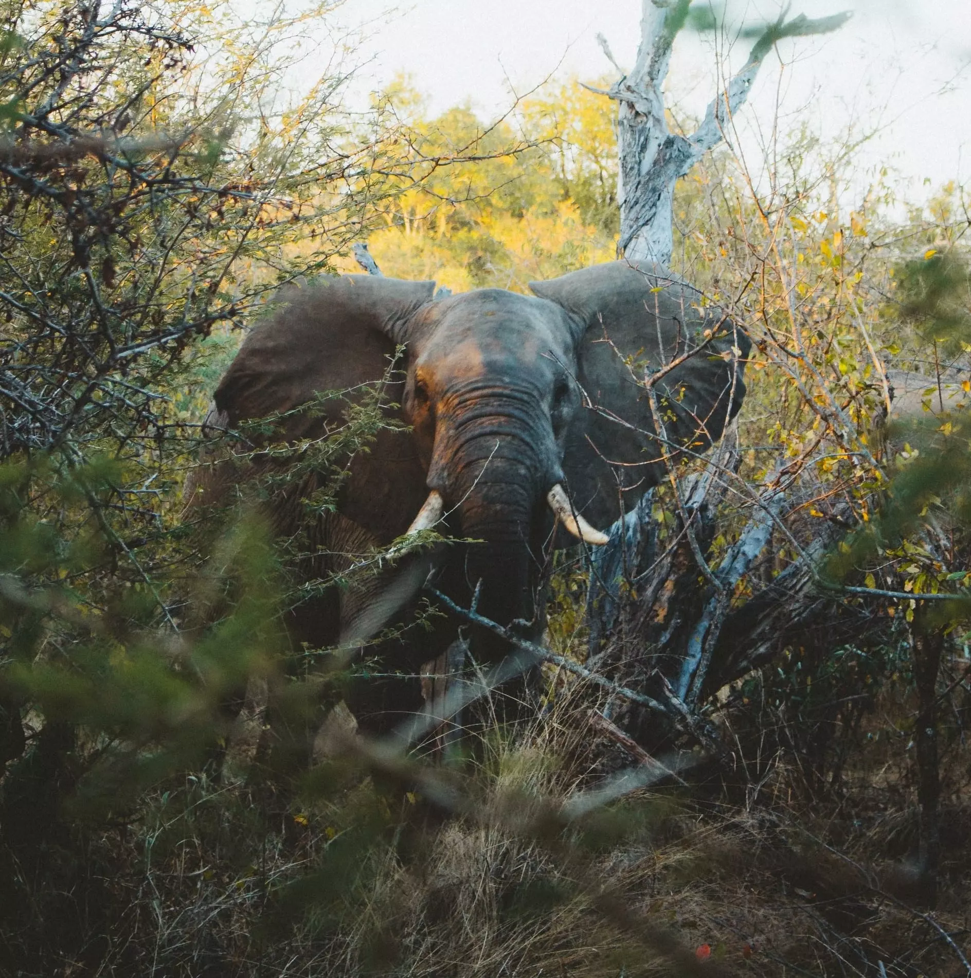 Kruger National Park Archives Secret Africa