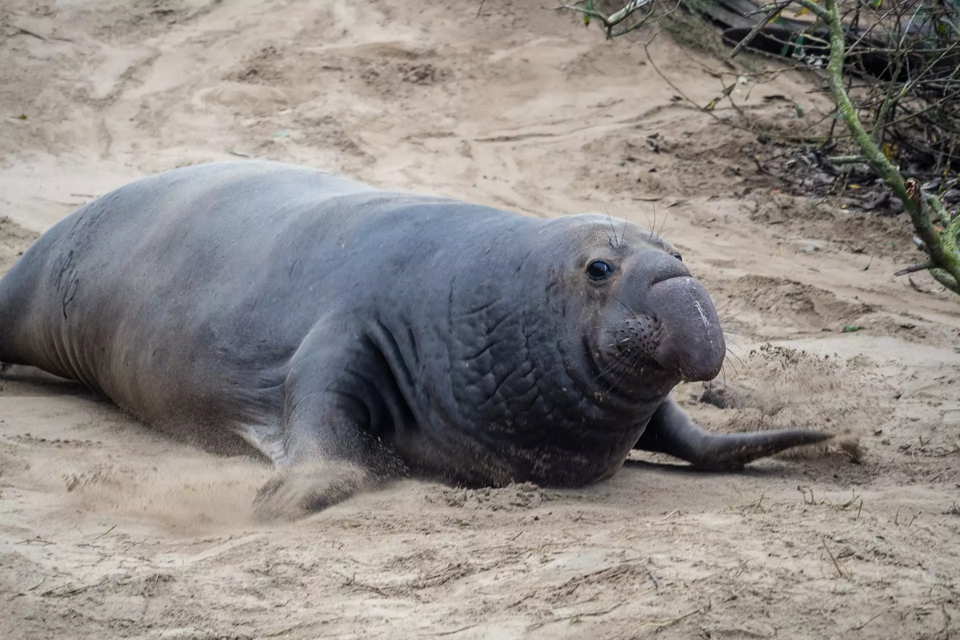 Elephant Seals in Cape Town - Secret Africa