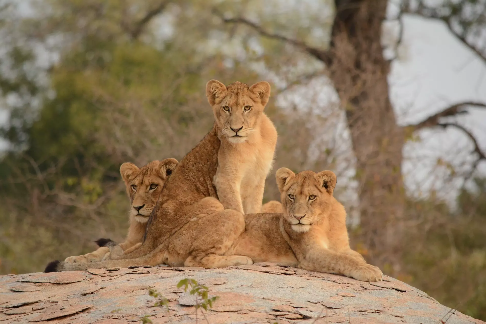 Is The Kruger National Park Open Secret Africa