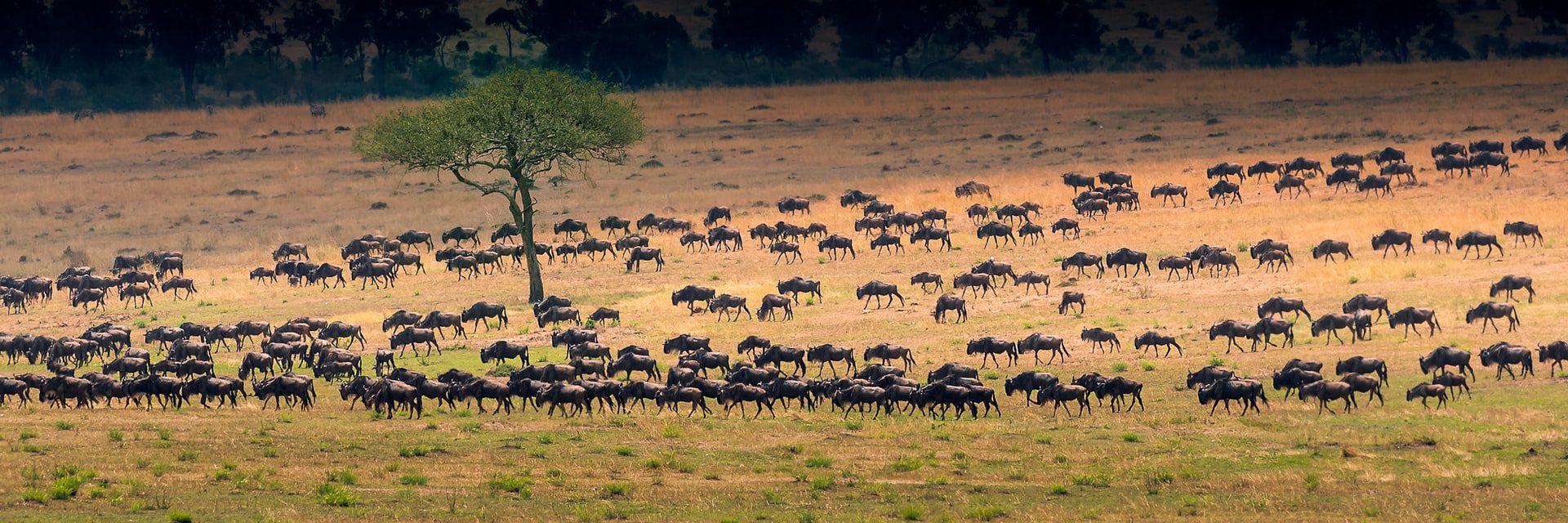 Top 10 Tourist Attractions in Tanzania - Serengeti National Park