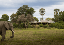 Elephant - Mombo Camp