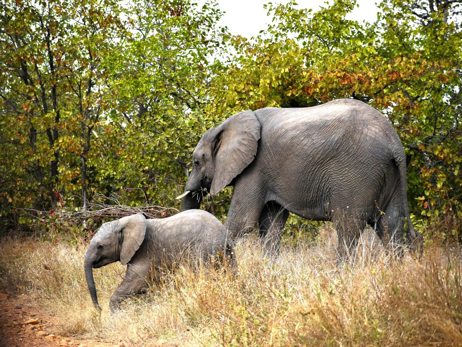 Facts about Elephants - Secret Africa