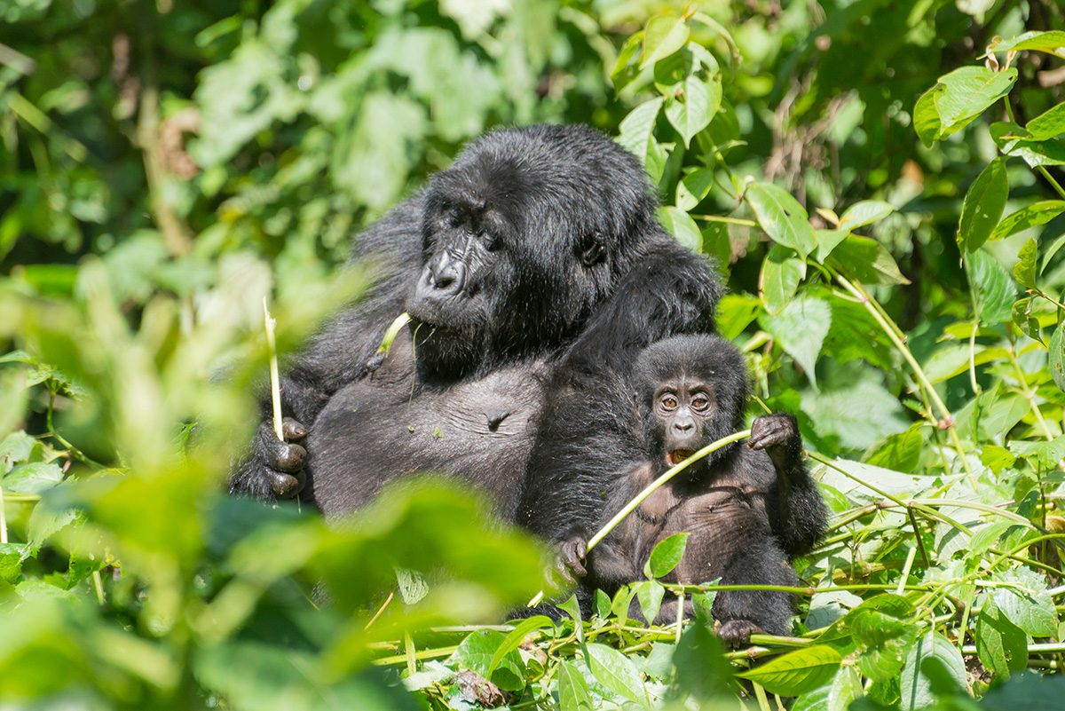 Famous Things To Do In Africa - Gorilla Trekking