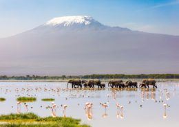 Amboseli National Park Elephants Water