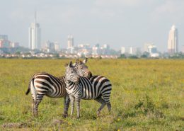 Kenya Safari Nairobi Zebra