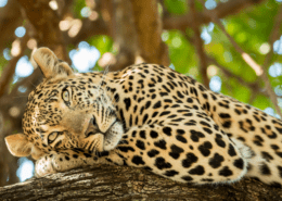 Kruger National Park Leopard 1