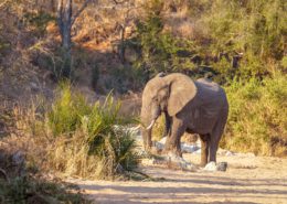 Timbavati Private Nature Reserve Elephant