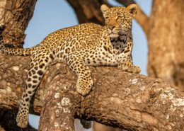 Sabi Sands Game Reserve Leopard 1