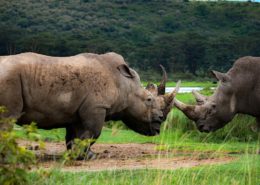Lake Nakuru National Park - Rhinos