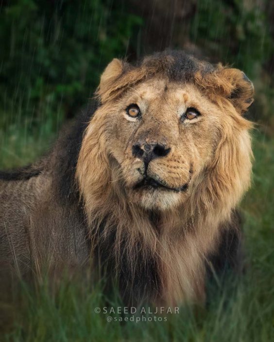 Beyond Lorkulup- Navigating Coexistence in the Maasai Mara - Lion