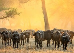 Lower Zambezi National Park - Buffalo