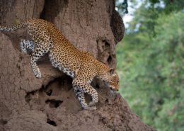 South Luangwa National Park - Leopard