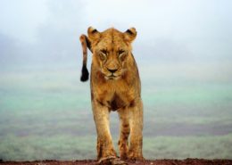 Safari Dry Season vs Green Season