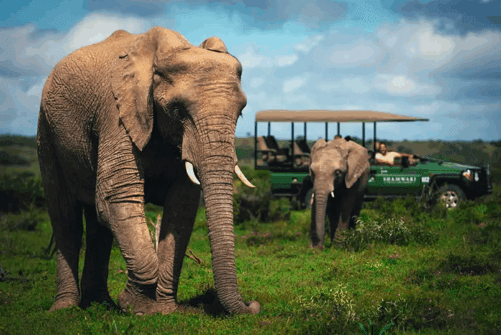 Safari in Africa