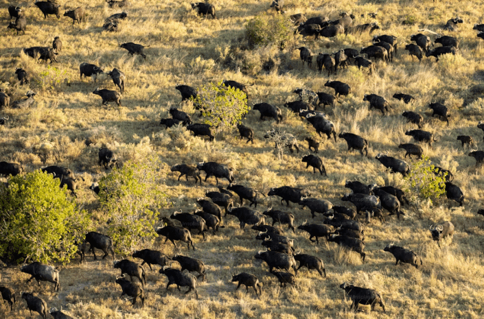 Safari in East Africa