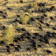 Safari in East Africa