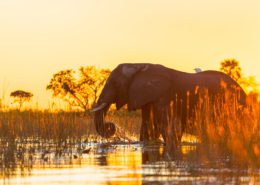 Okavango Delta Elephant