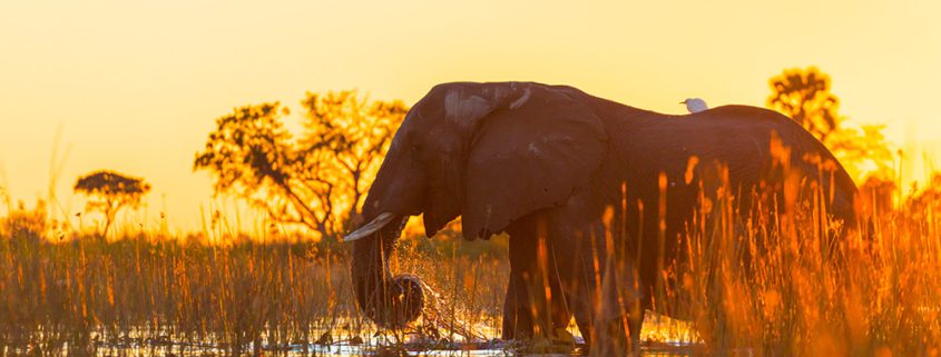 Okavango Delta Elephant